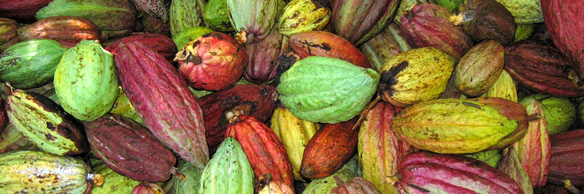 fresco artisan cocoa beans