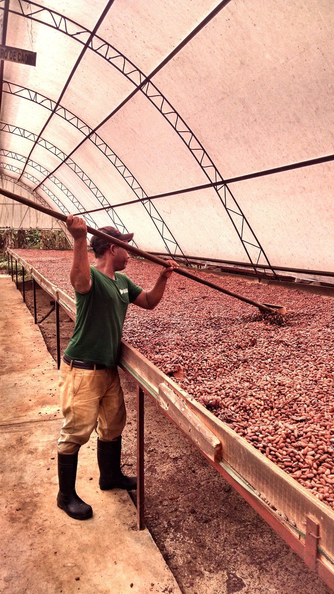 Oko Caribe drying beds