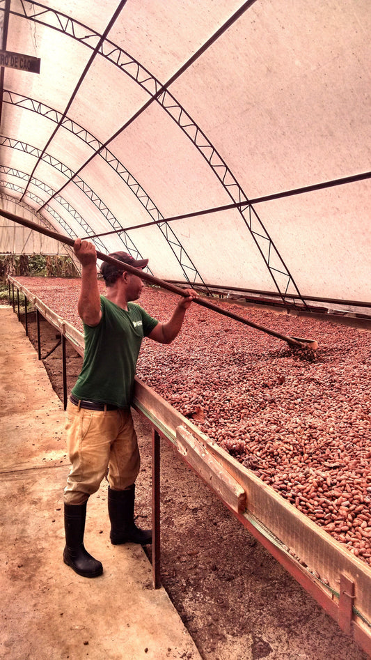 Oko Caribe drying beds