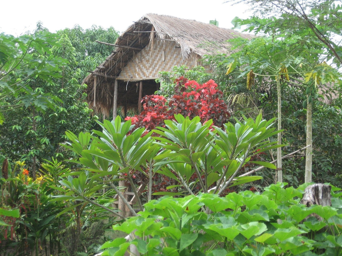 cocoa plantation worker hut in PNG